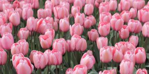 Cool Flower Facts in the U.S. and What’s Blooming in 2026