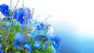 Summer Flowers in Connecticut: Why the Floral Business Comes Alive This Season